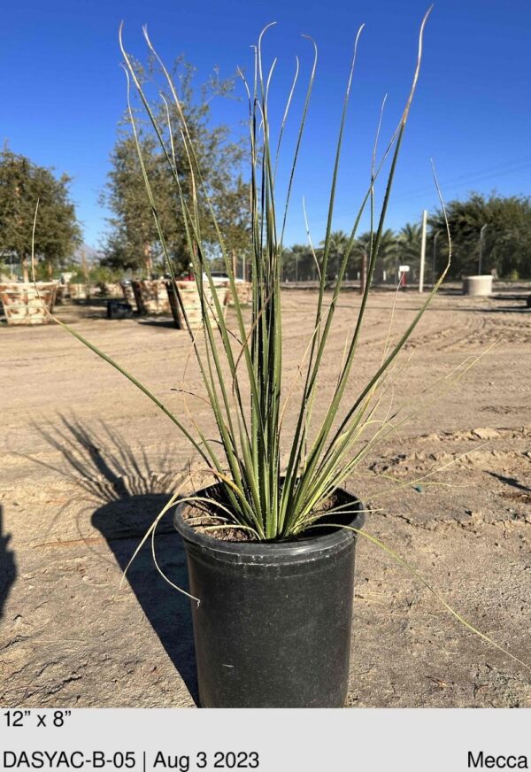 DASYILIRION acrotriche