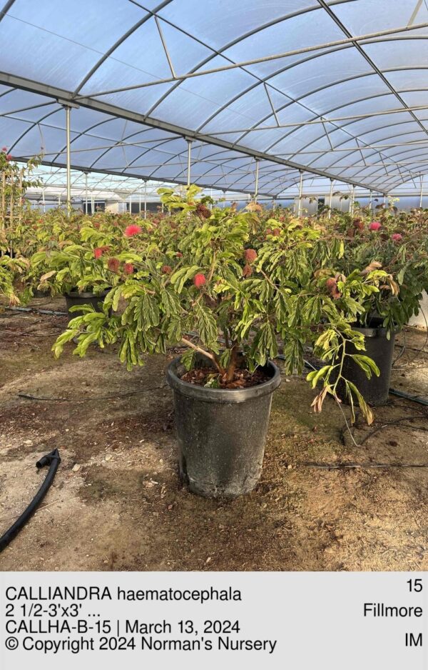 CALLIANDRA haematocephala