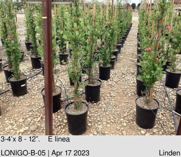 LONICERA hect. Goldflame