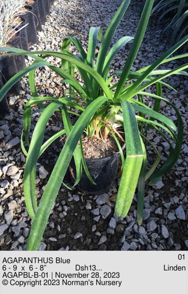 AGAPANTHUS Blue