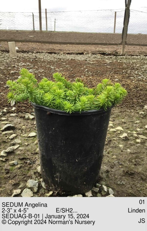 SEDUM Angelina