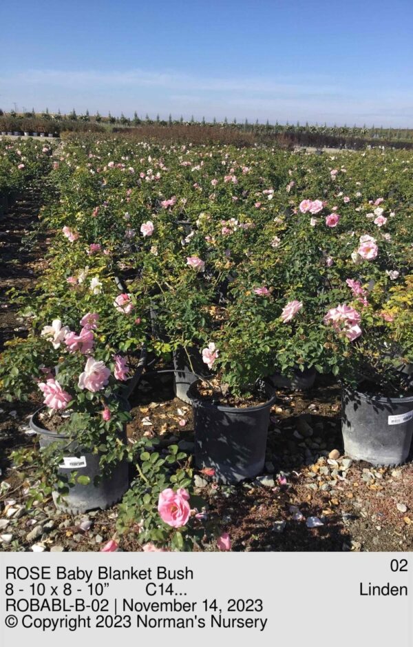 ROSE Baby Blanket Bush