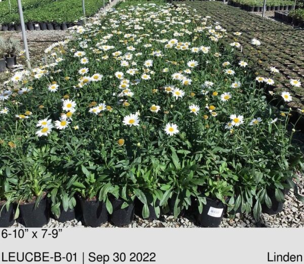 LEUCANTHEMUM Becky