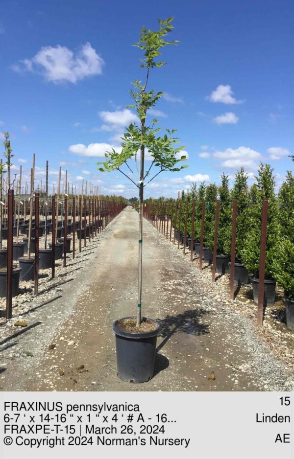 FRAXINUS pennsylvanica