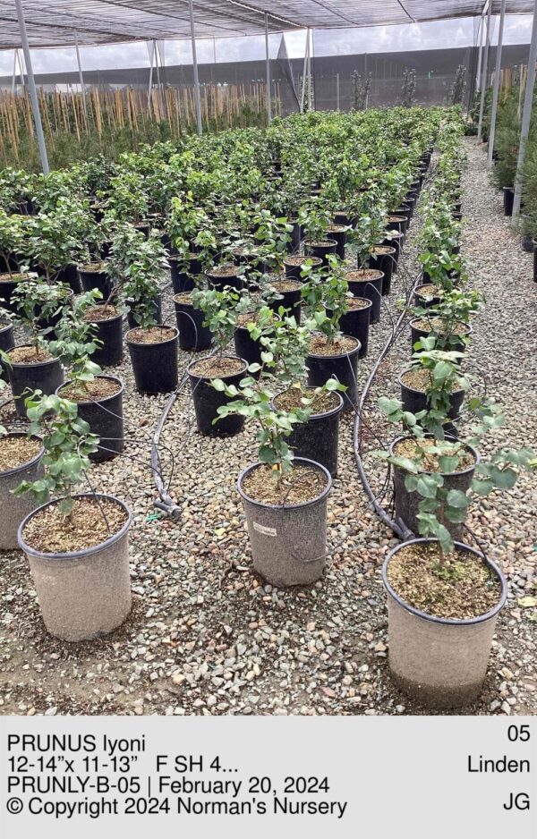 PRUNUS lyoni