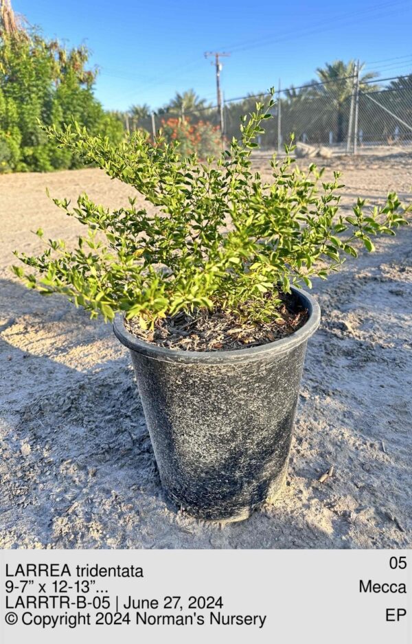 LARREA tridentata