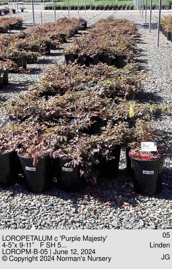 LOROPETALUM c 'Purple Majesty'