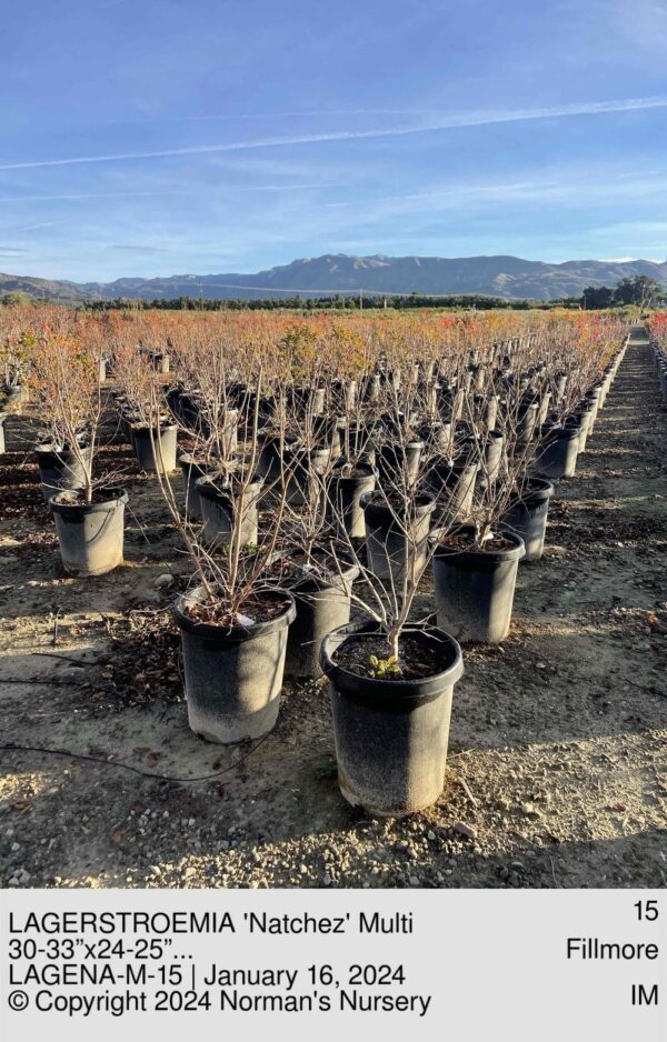 LAGERSTROEMIA 'Natchez' Multi