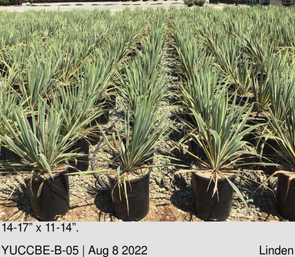 YUCCA filamentosa Bright Edge