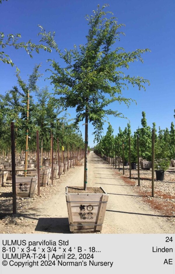 ULMUS parvifolia Std