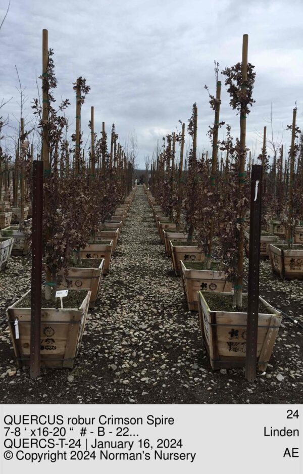 QUERCUS robur Crimson Spire