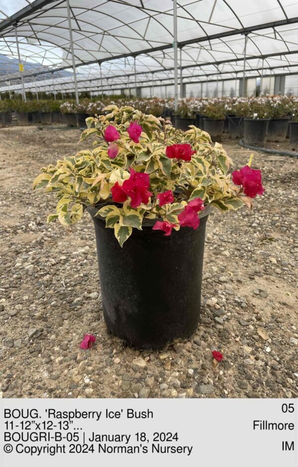 BOUG. 'Raspberry Ice' Bush