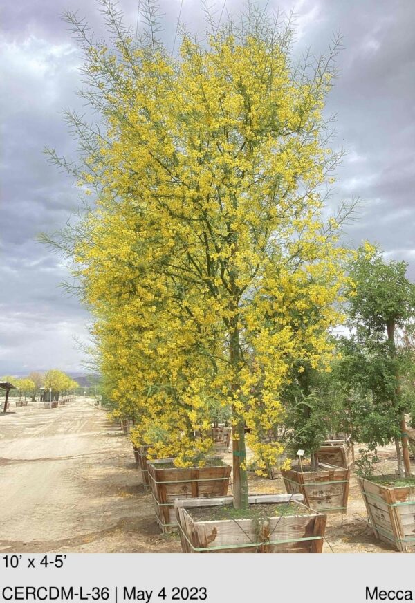 CERCIDIUM 'Desert Museum' L/B