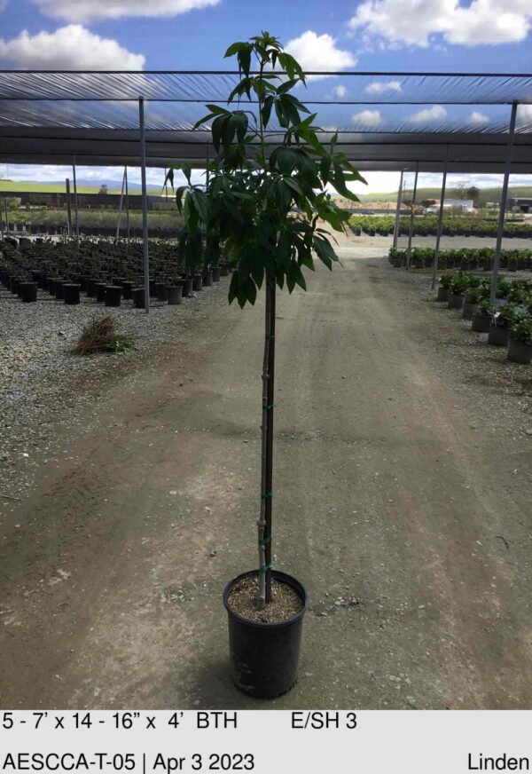 AESCULUS californica Std