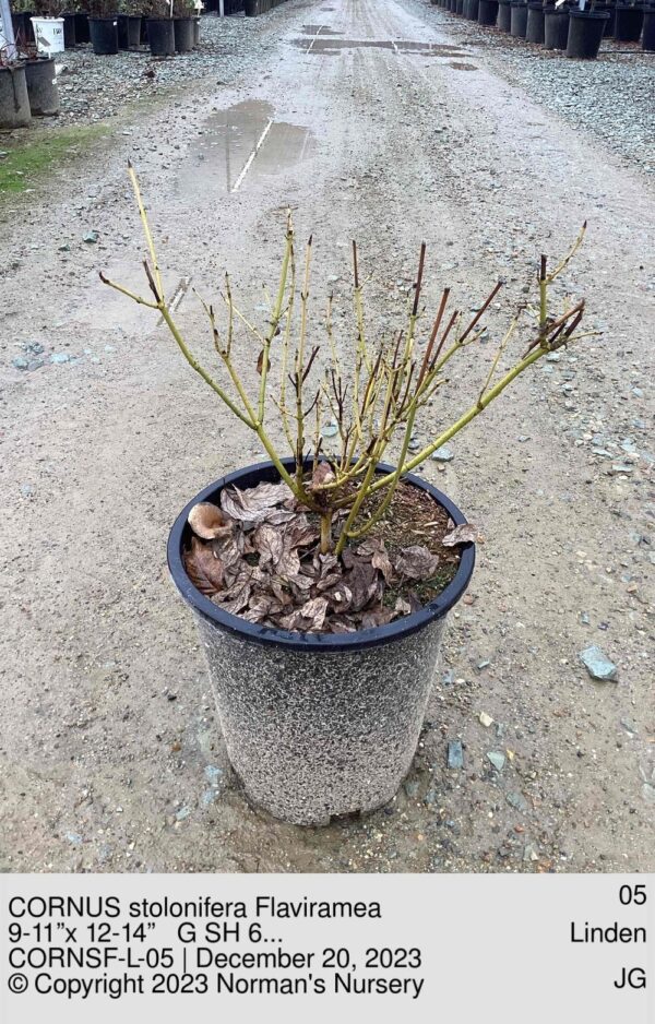 CORNUS stolonifera Flaviramea