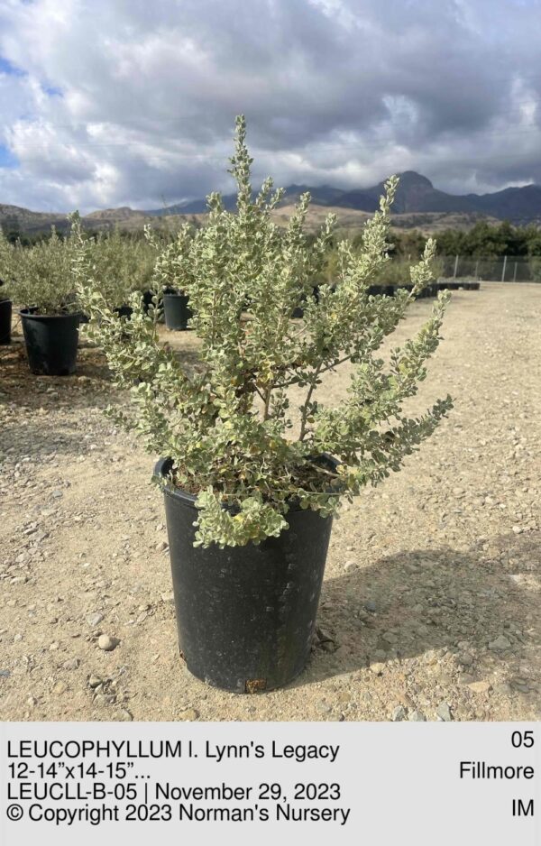 LEUCOPHYLLUM l. Lynn's Legacy