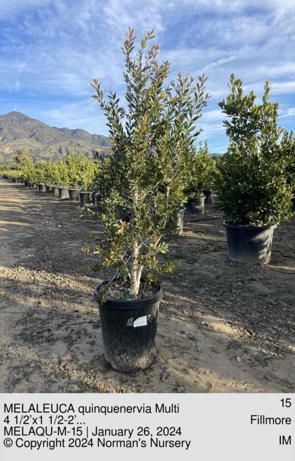 MELALEUCA quinquenervia Multi
