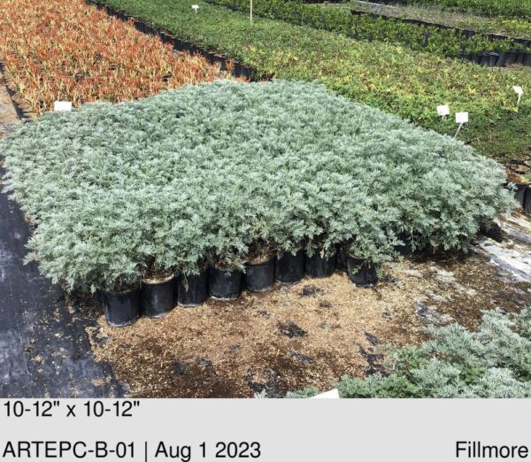 ARTEMISIA 'Powis Castle'