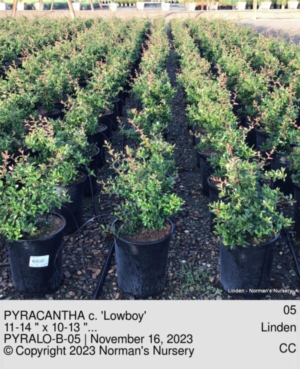 PYRACANTHA c. 'Lowboy'
