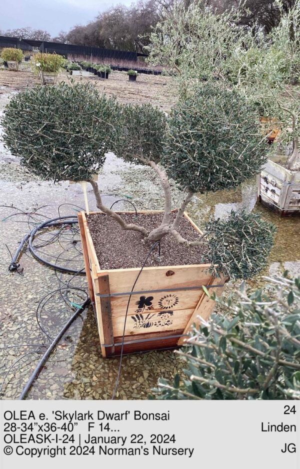 OLEA e. 'Skylark Dwarf' Bonsai