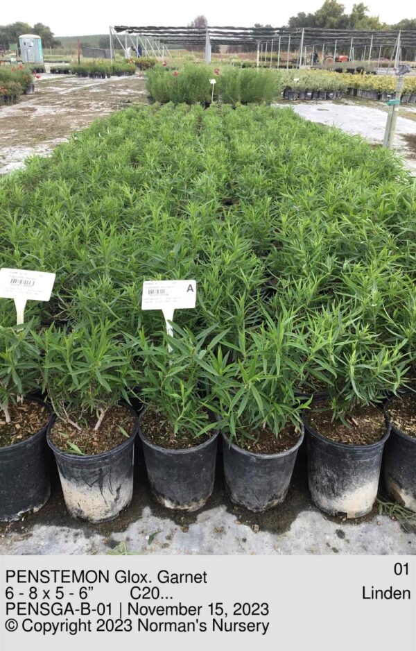 PENSTEMON Glox. Garnet
