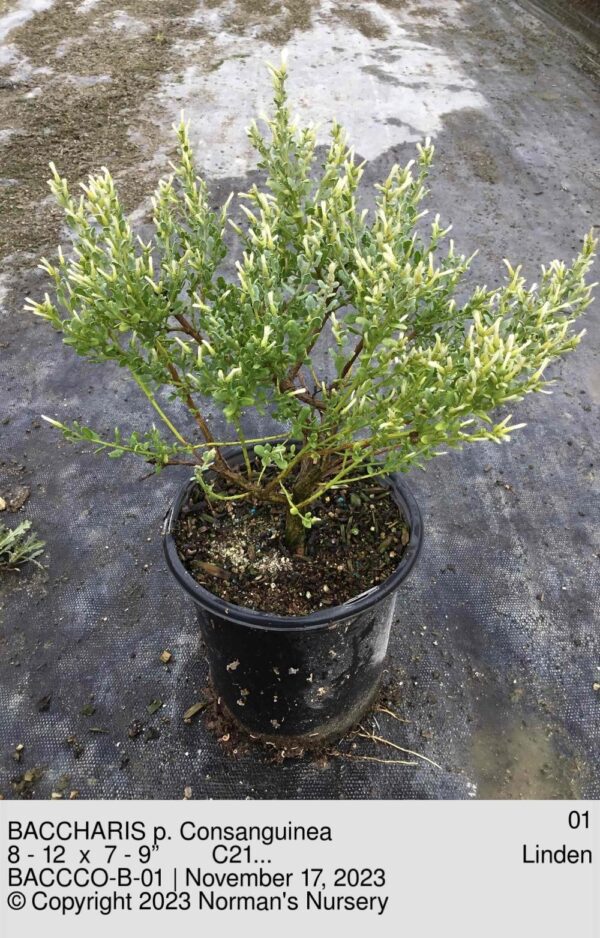 BACCHARIS p. Consanguinea