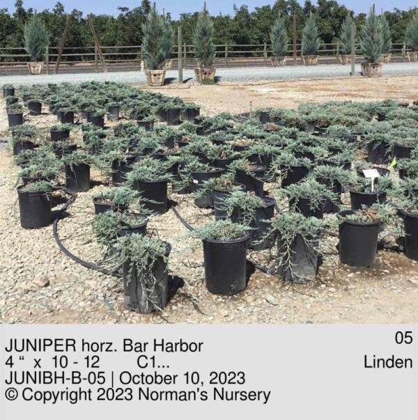 JUNIPER horz. Bar Harbor