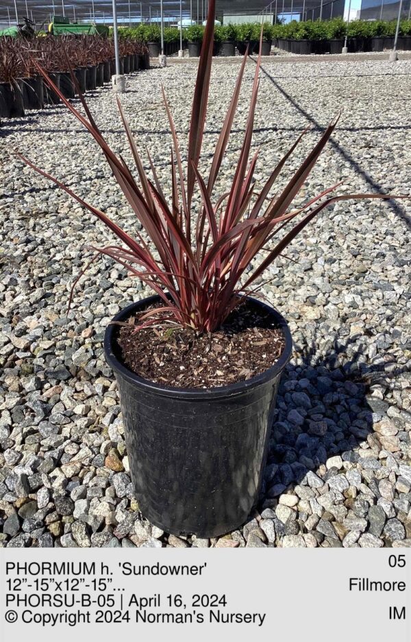 PHORMIUM h. 'Sundowner'