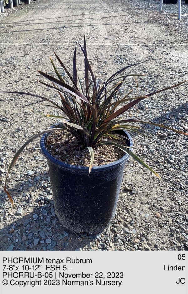 PHORMIUM tenax Rubrum
