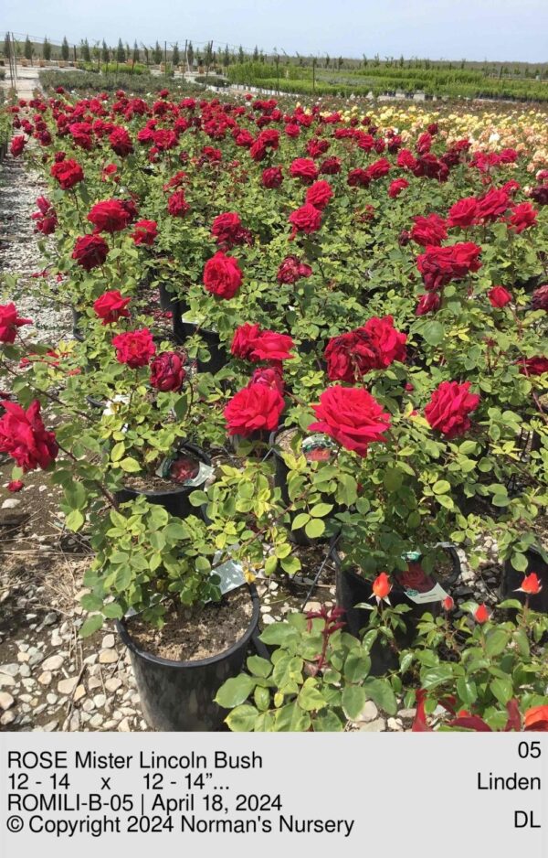 ROSE Mister Lincoln Bush