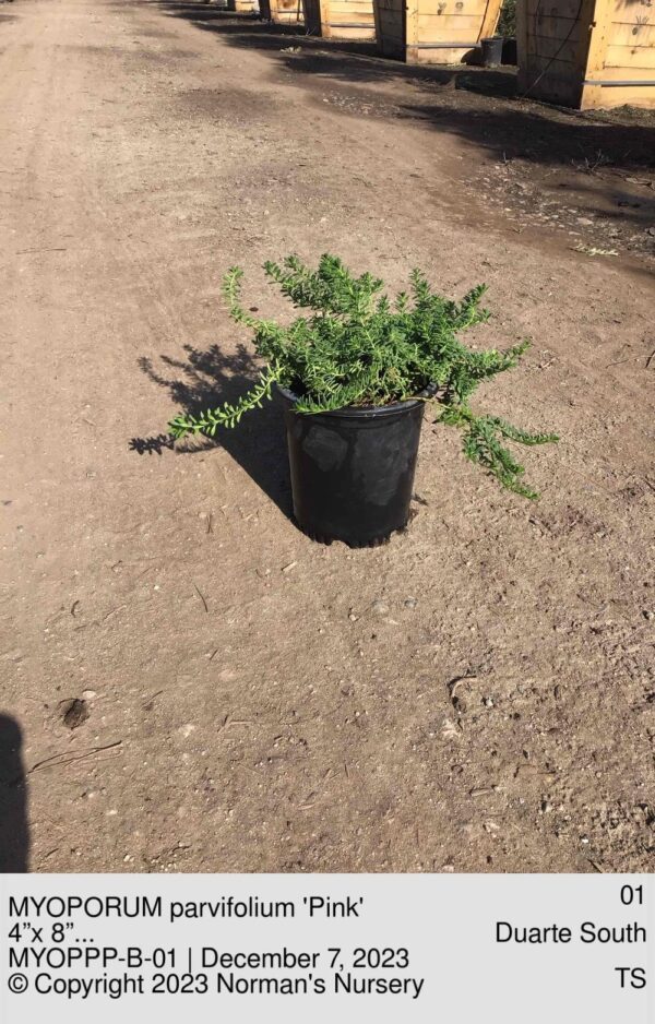 MYOPORUM parvifolium 'Pink'