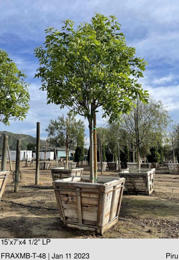 FRAXINUS u. 'Majestic Beauty'