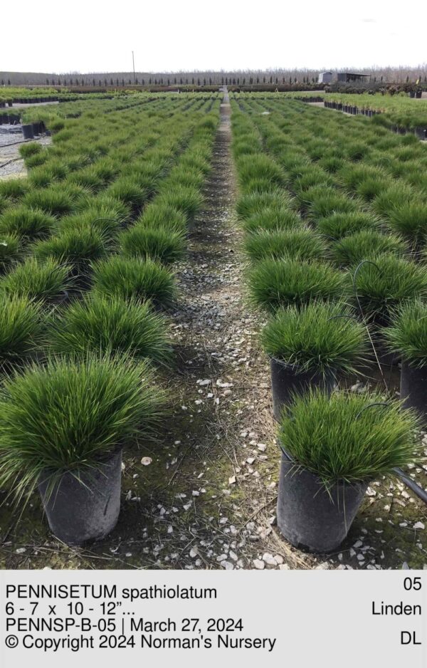 PENNISETUM spathiolatum