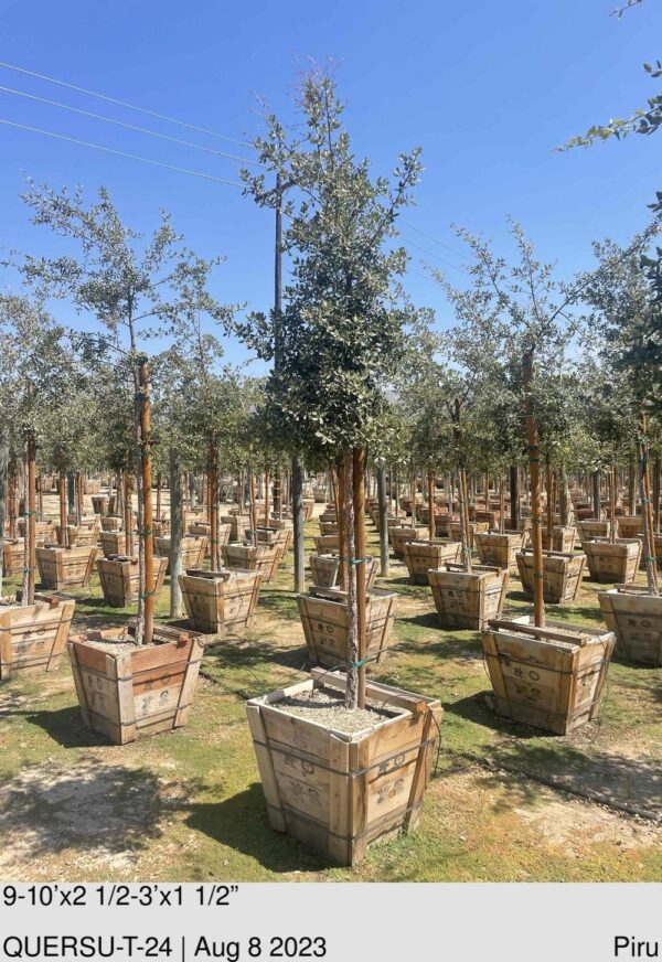 QUERCUS suber Std