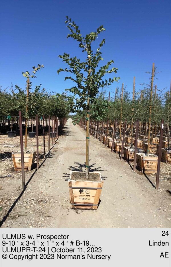 ULMUS w. Prospector