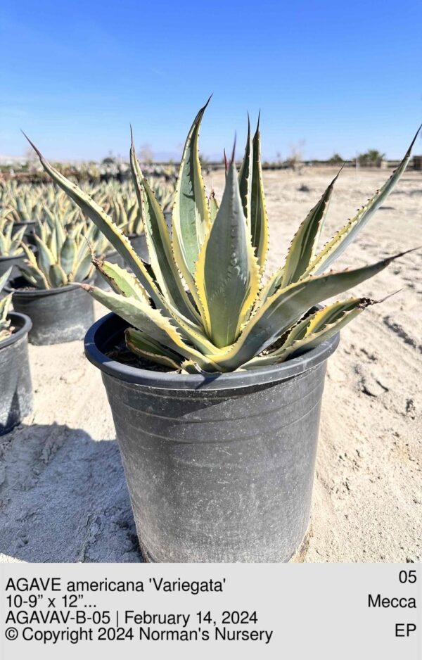 AGAVE americana 'Variegata'