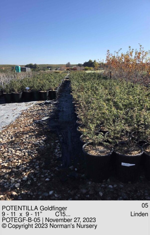 POTENTILLA Goldfinger