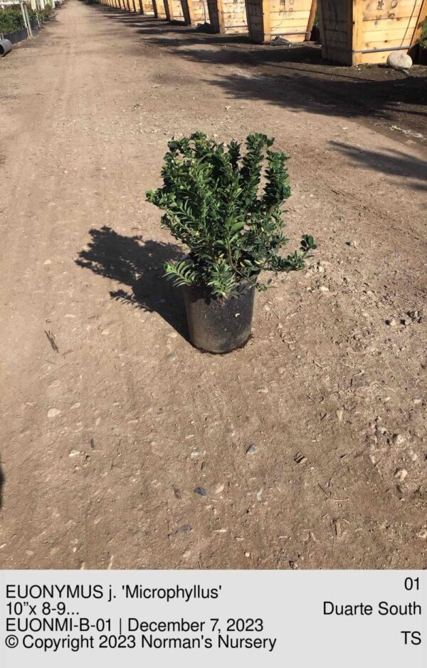EUONYMUS j. 'Microphyllus'