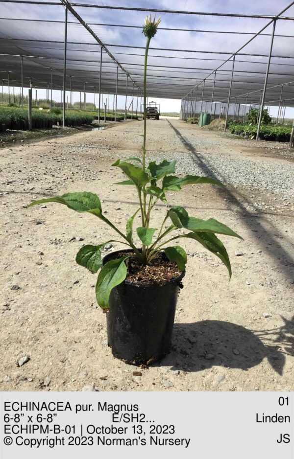 ECHINACEA pur. Magnus