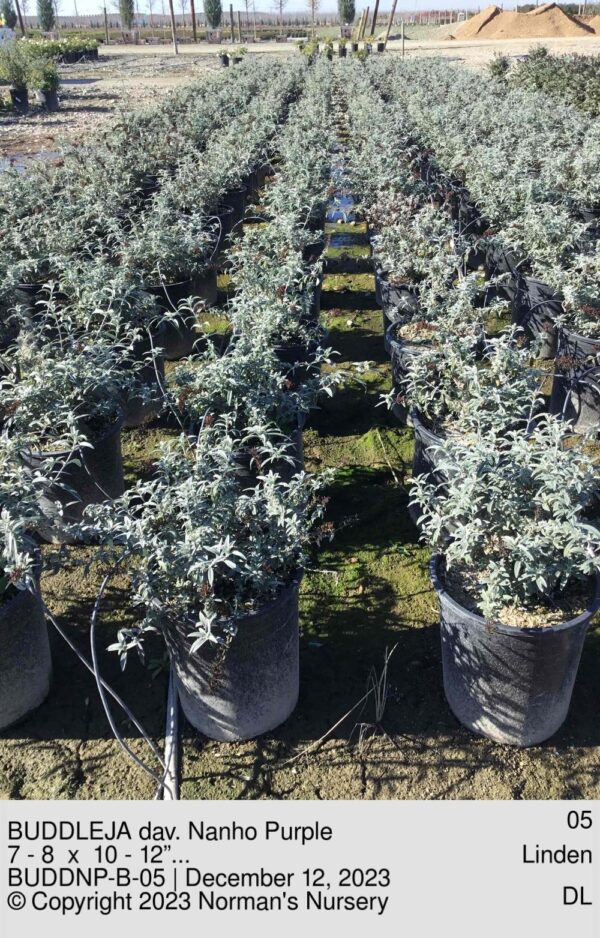 BUDDLEJA dav. Nanho Purple