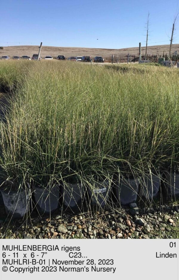 MUHLENBERGIA rigens