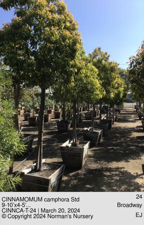 CINNAMOMUM camphora Std
