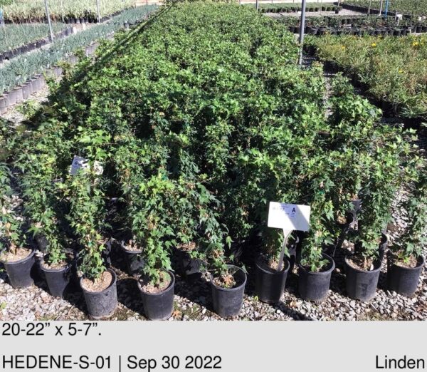 HEDERA h. 'Needlepoint' Staked