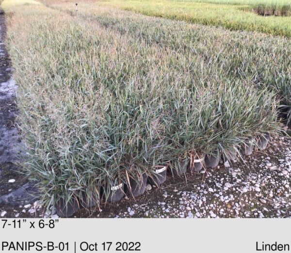 PANICUM virgatum Prairie Sky
