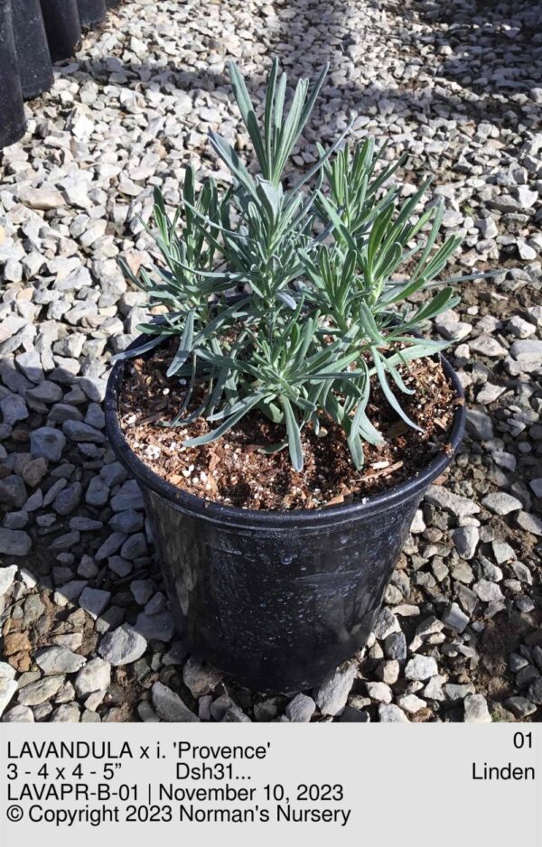 LAVANDULA x i. 'Provence'