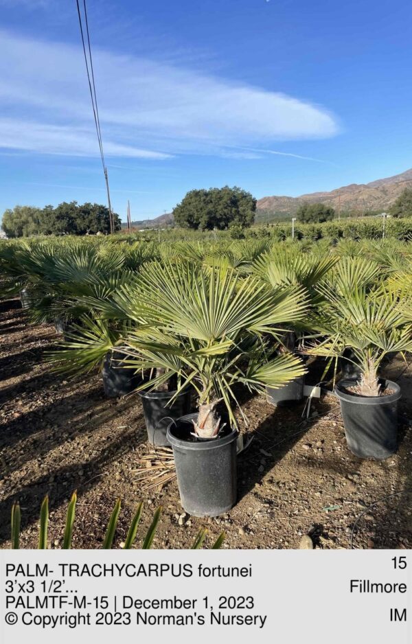 PALM- TRACHYCARPUS fortunei