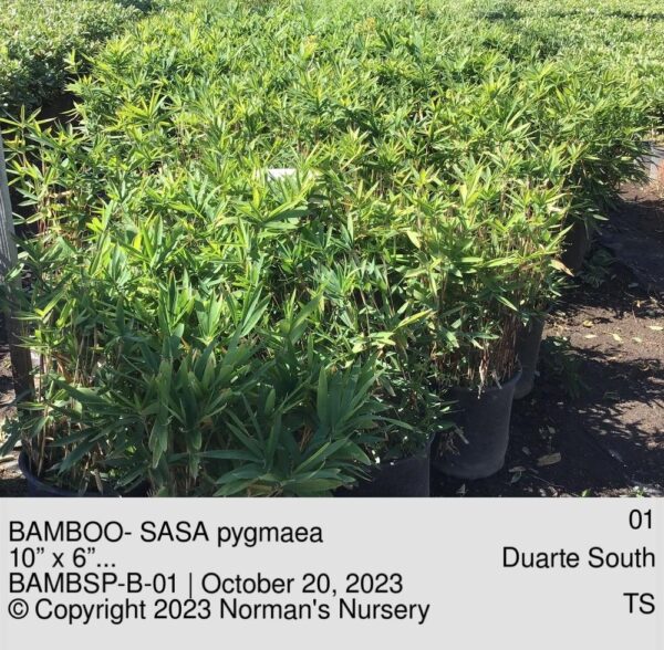 BAMBOO- SASA pygmaea