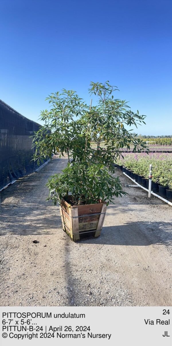 PITTOSPORUM undulatum