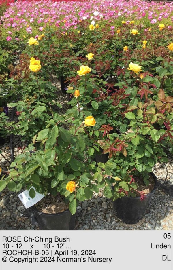ROSE Ch-Ching Bush