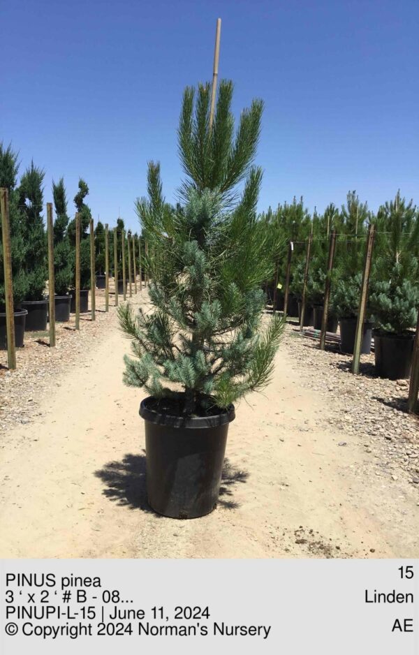 PINUS pinea